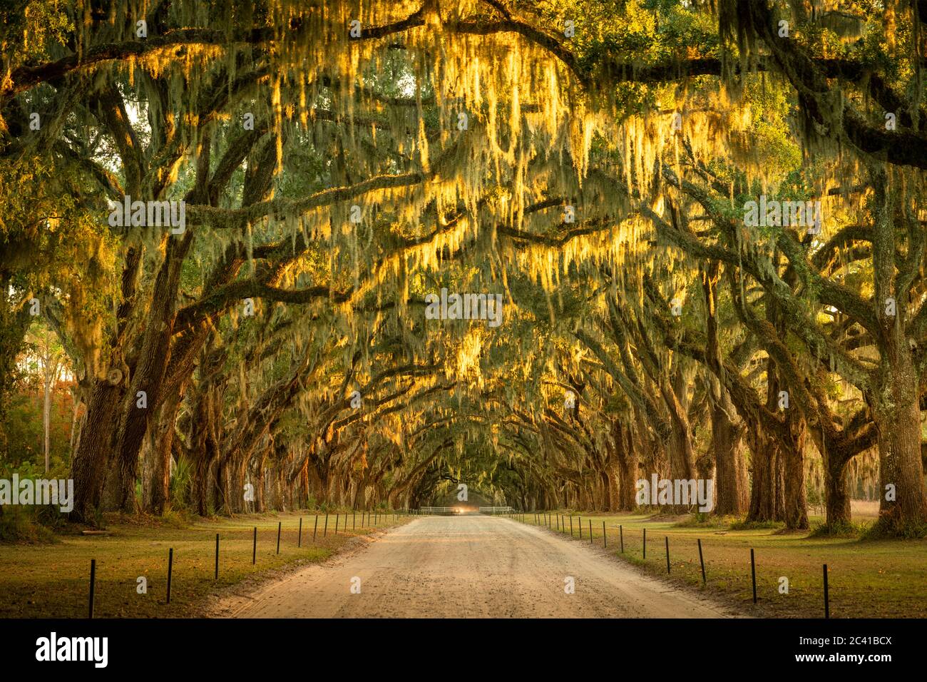 Canopy of live oak trees dirt road hi-res stock photography and images ...