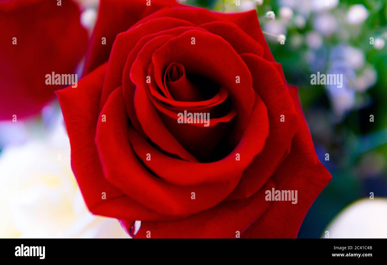 Close Up Red Rose With Elegant Detail And Soft Petals Stock Photo - Alamy