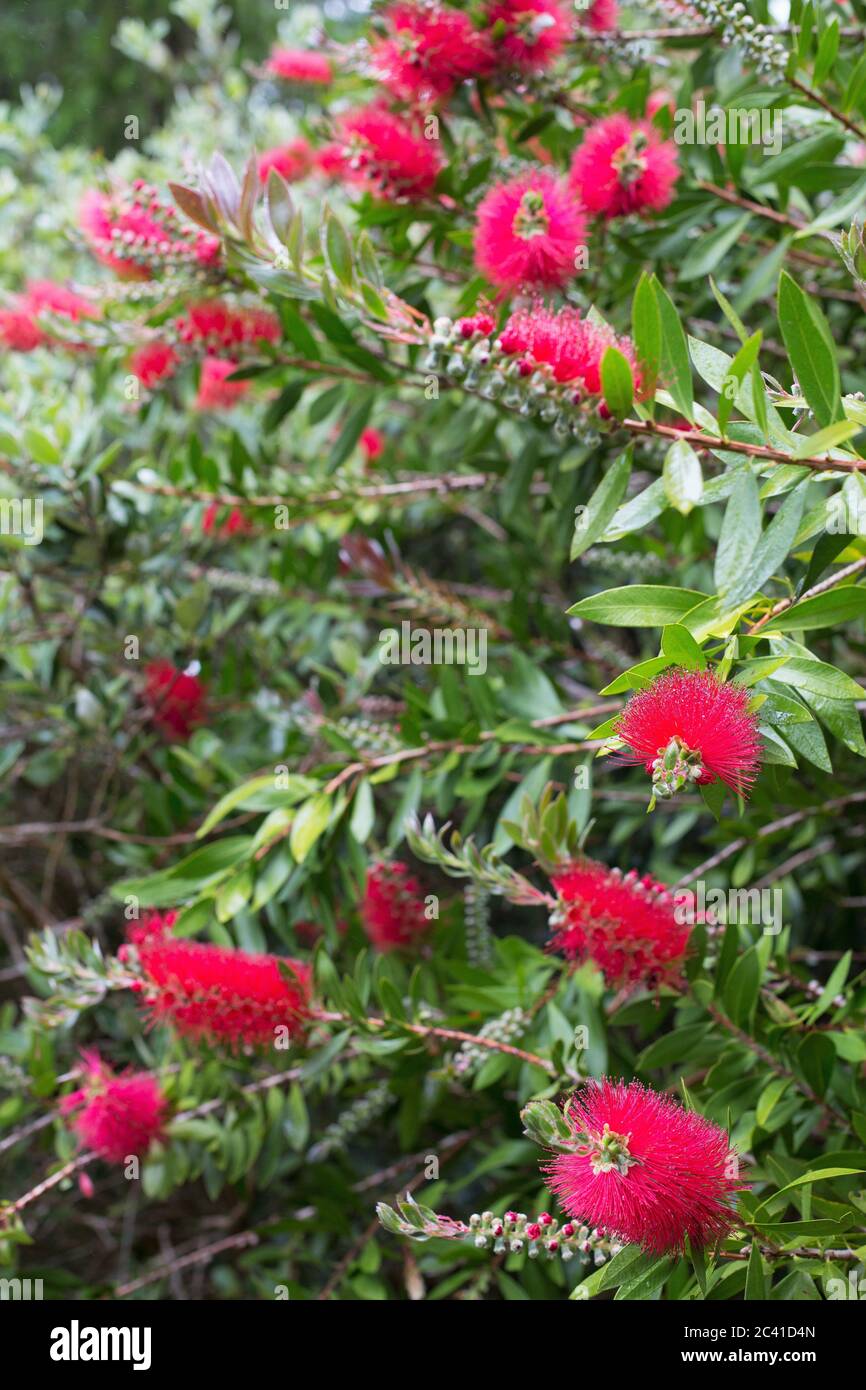 Callistemon citrinus - crimson bottlebrush. Stock Photo