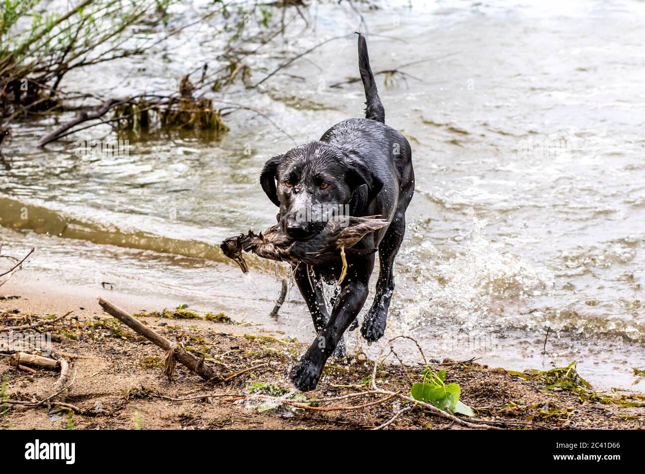 Labrador duck hi-res stock photography and images - Alamy
