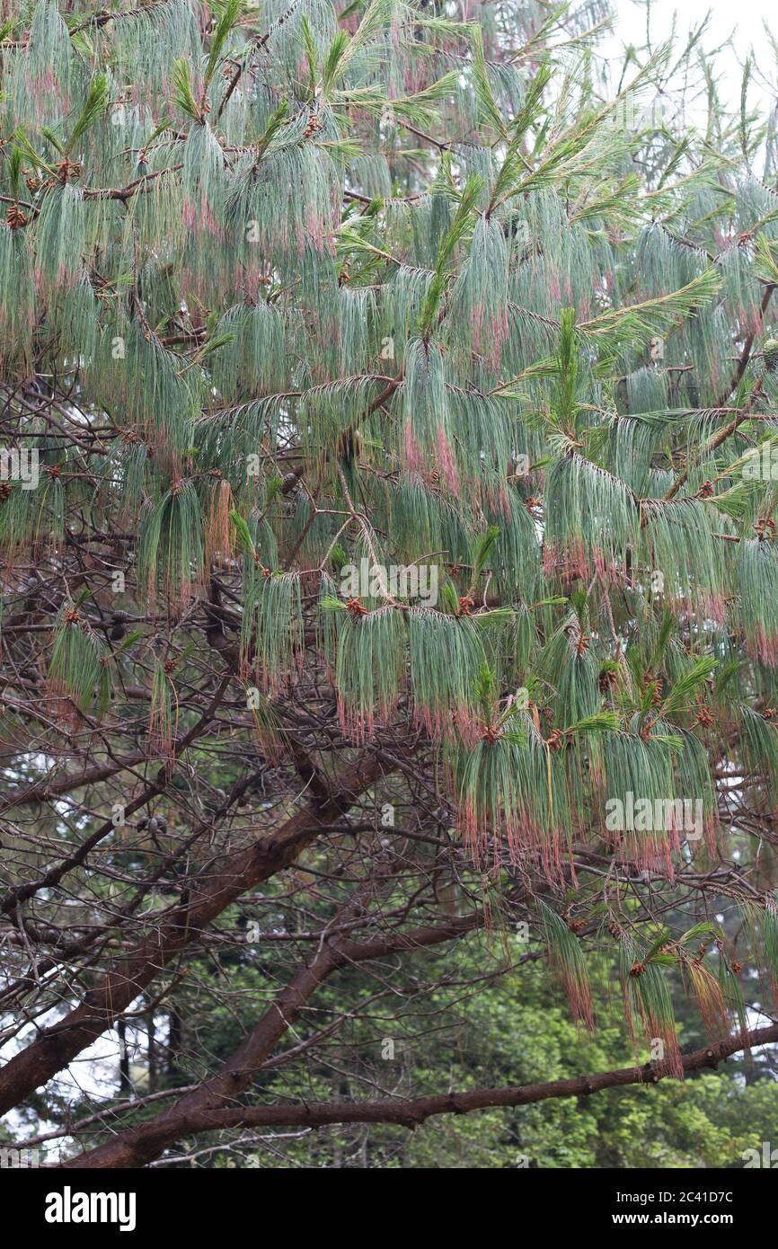 Pinus patula -  Mexican weeping pine, close up. Stock Photo