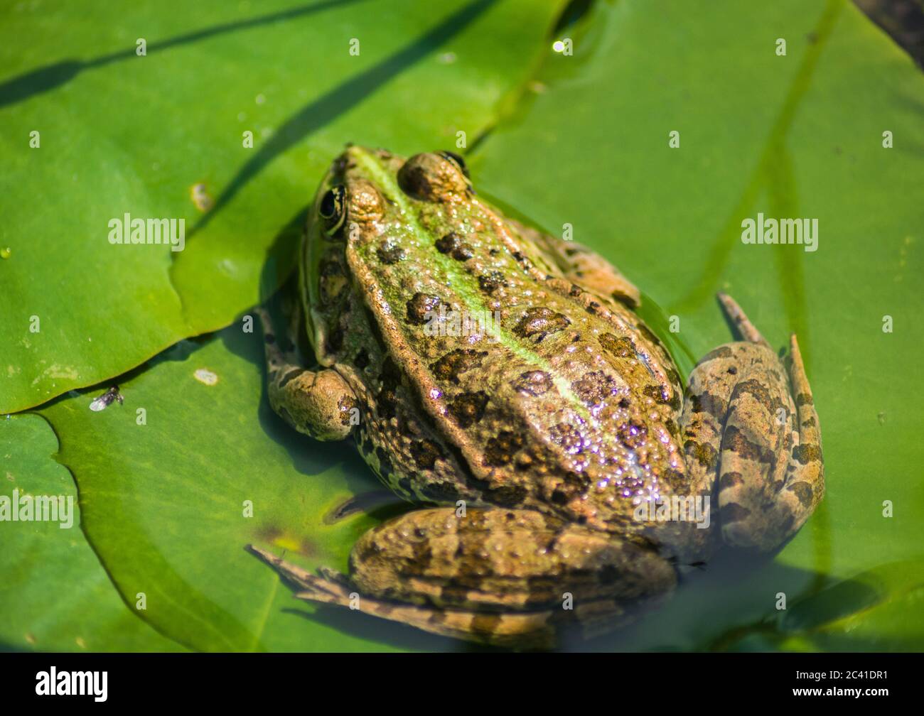 River frog on a water lily Stock Photo