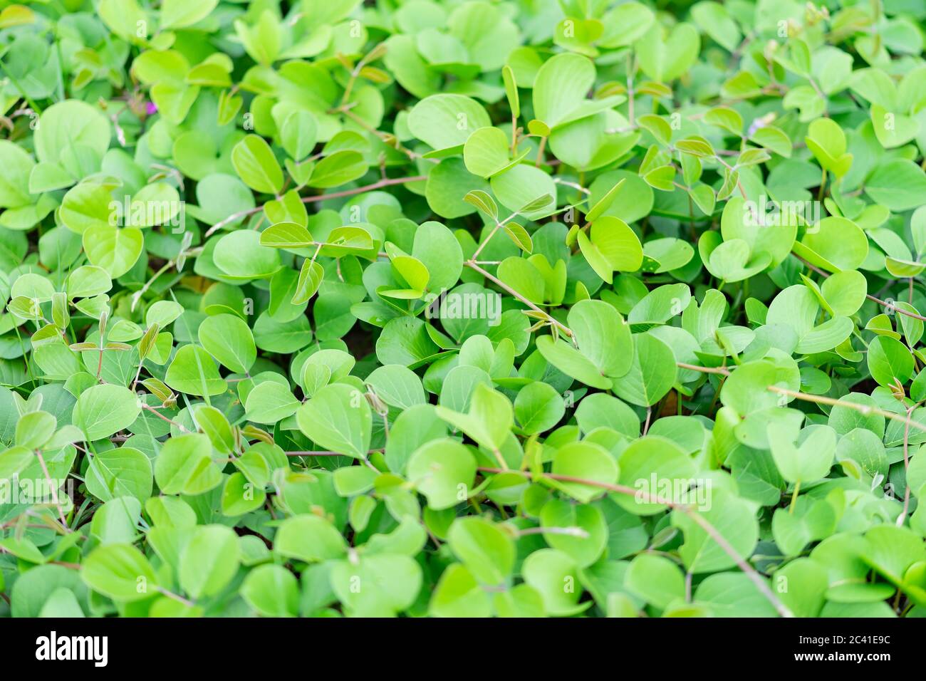 close up green leaves of Ipomoea pes-caprae on sand sea beach for background and texture Stock Photo