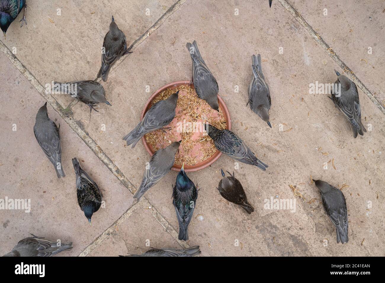 Sturnus vulgaris. Adult and juvenile starlings feeding on dried mealworms in a dish from above Stock Photo