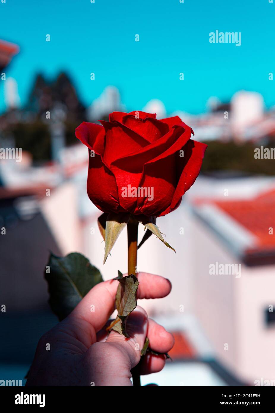 Hand Holding Beautiful Red Rose In City Setting Stock Photo - Alamy