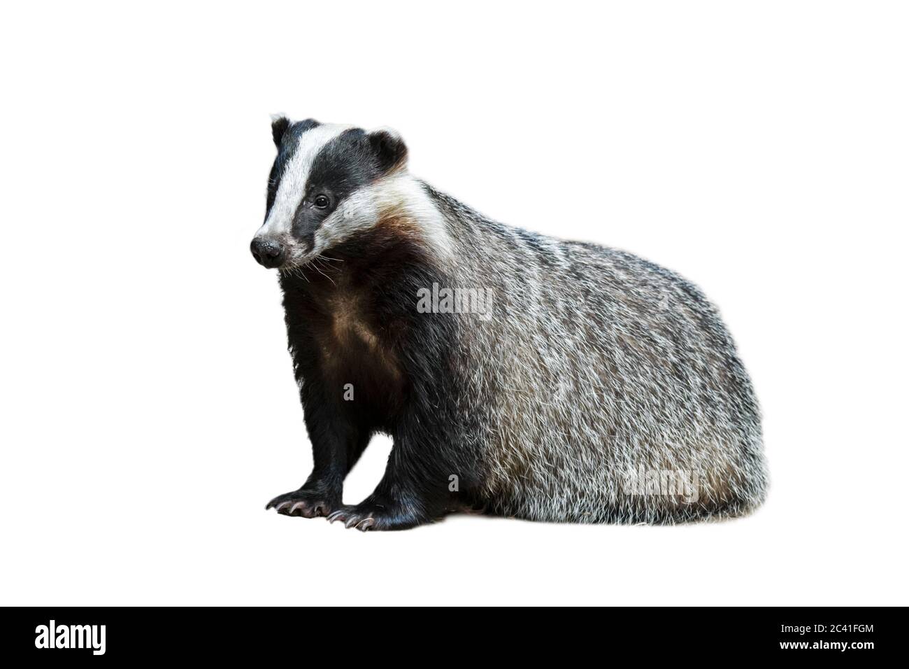 European badger (Meles meles) against white background Stock Photo