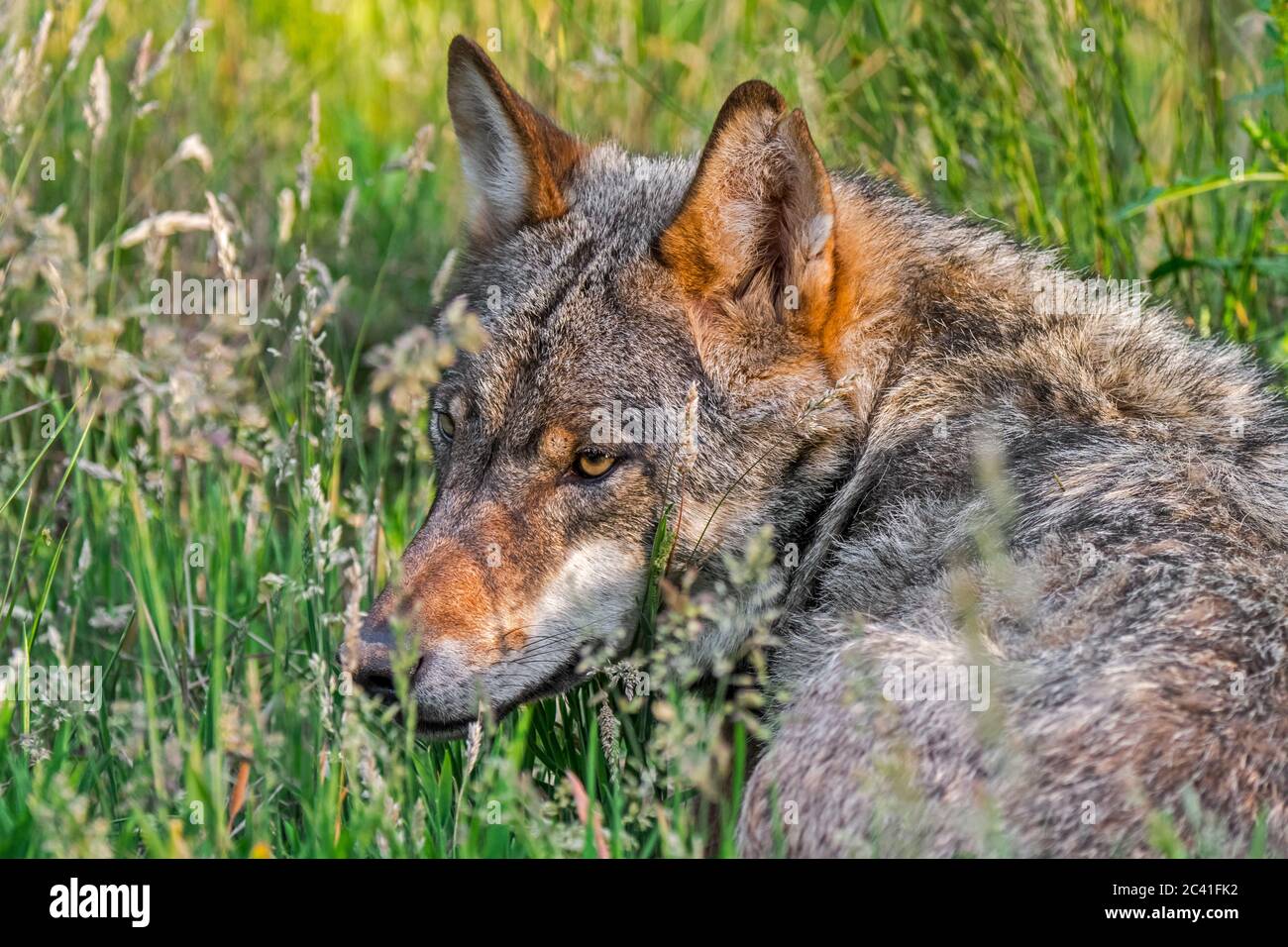 Close-up of European gray wolf / wild grey wolf (Canis lupus) in tall grass hunting in grassland / meadow Stock Photo