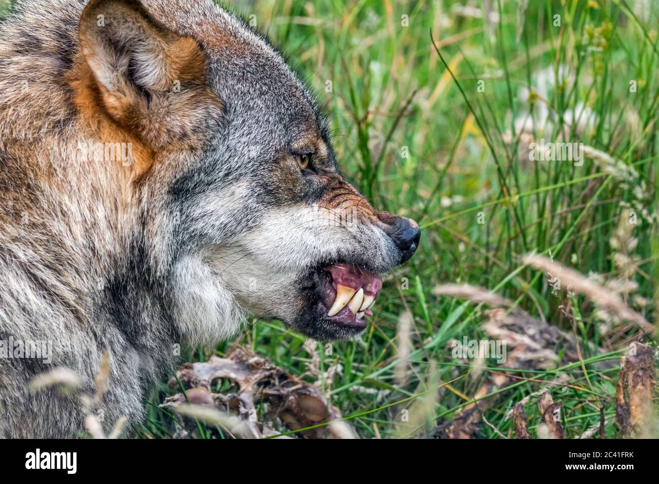 Angry, aggressive and threatened wolf (Canis lupus) showing wrinkled nose and baring its fangs when pack member wants to eat from same sheep carcass Stock Photo