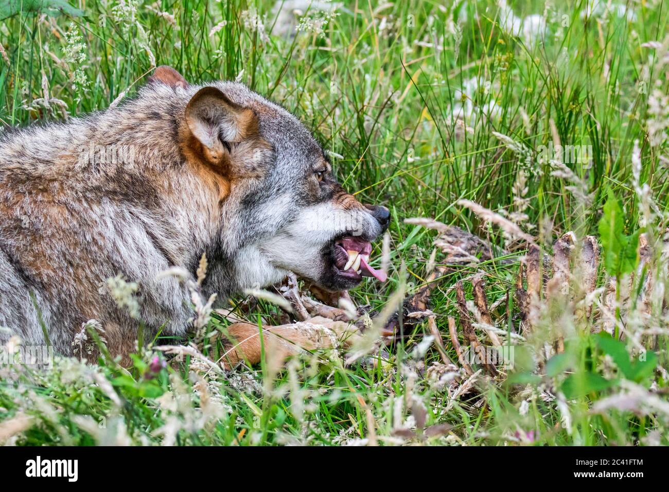 Angry, aggressive and threatened wolf (Canis lupus) showing wrinkled nose and baring its fangs when pack member wants to eat from same sheep carcass Stock Photo