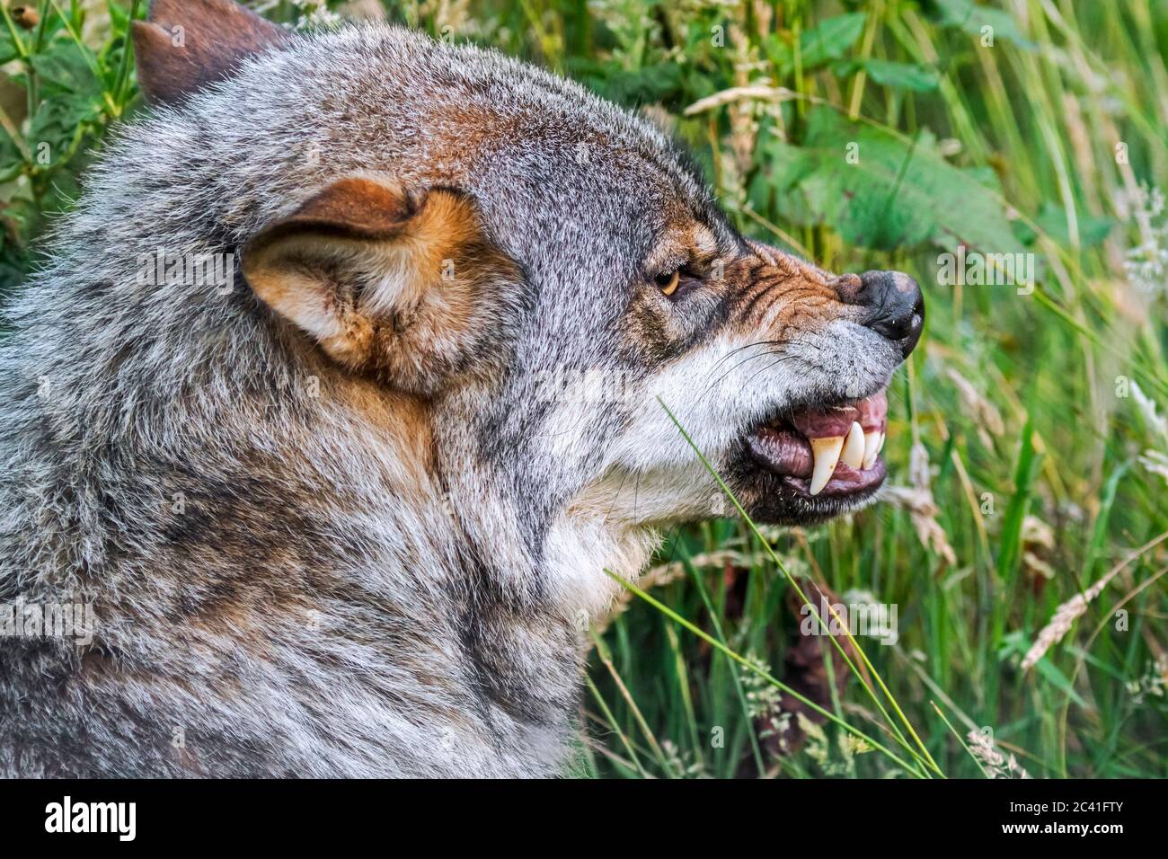 Angry, aggressive and threatened wolf (Canis lupus) showing wrinkled nose and baring its fangs when pack member wants to steal its food Stock Photo