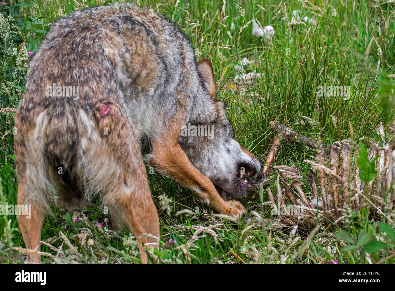 Grey wolf (Canis lupus) eating from carcass of killed sheep in field Stock Photo