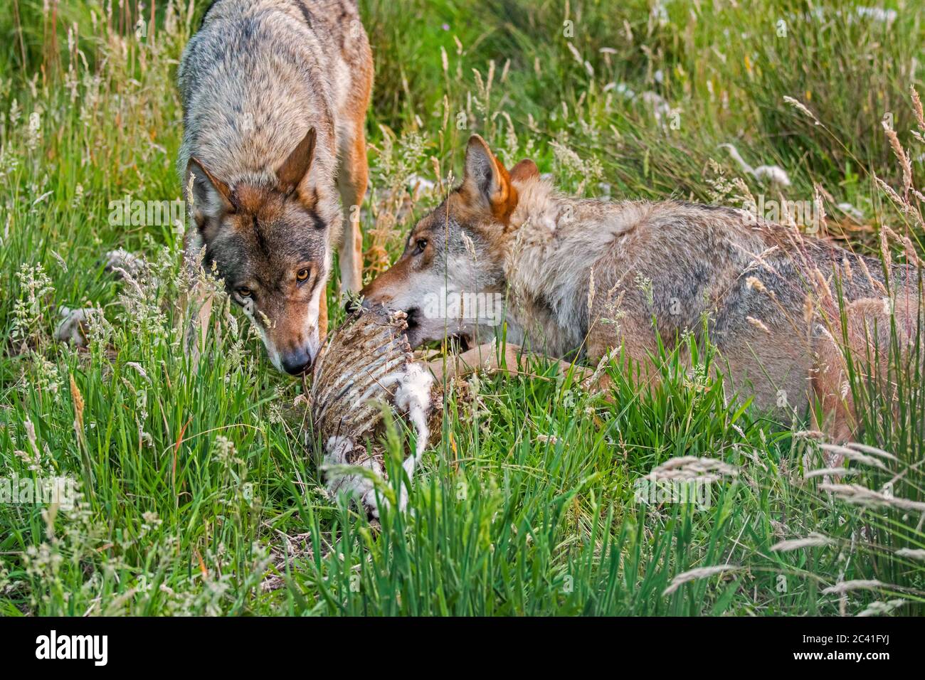 Two grey wolves (Canis lupus) eating from carcass of killed sheep in field  Stock Photo - Alamy