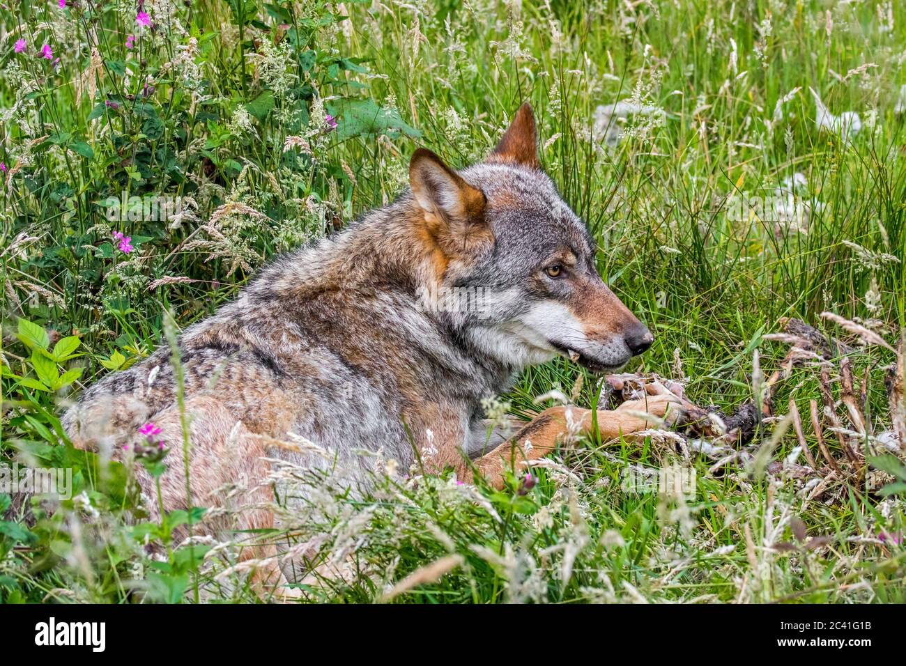 Grey wolf (Canis lupus) eating from carcass of killed sheep in field Stock Photo