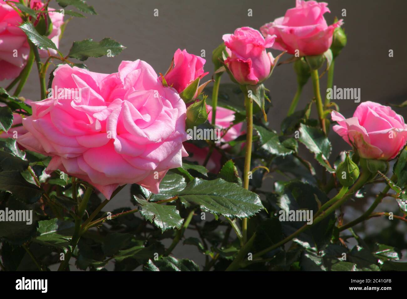 Natural growing roses hi-res stock photography and images - Alamy