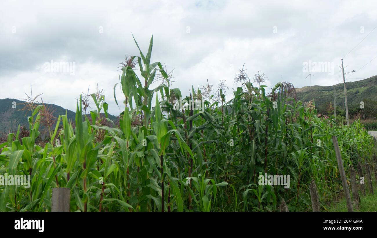industrial agriculture corn