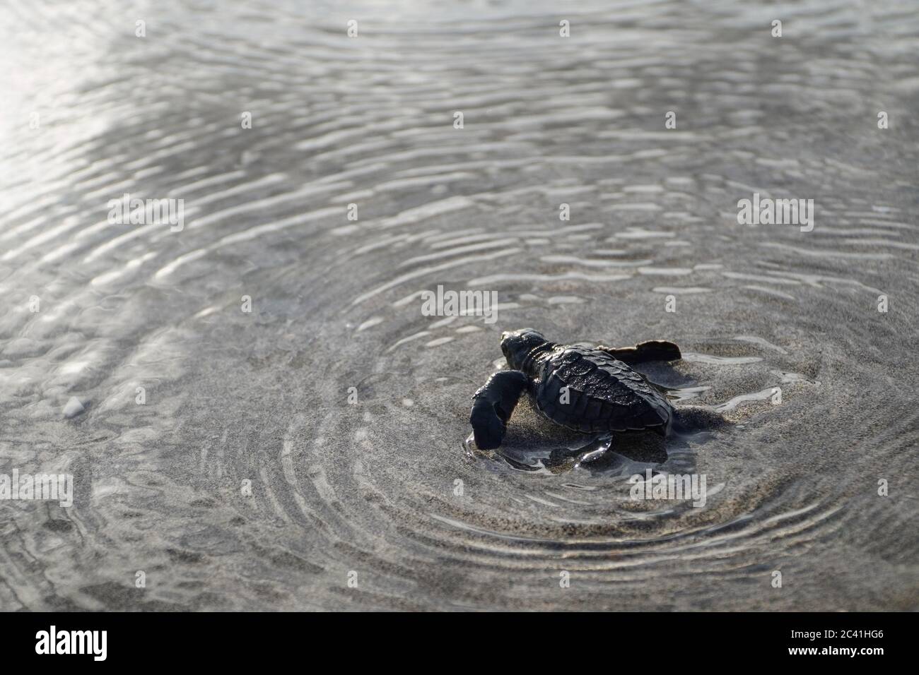 Dicky turtle online