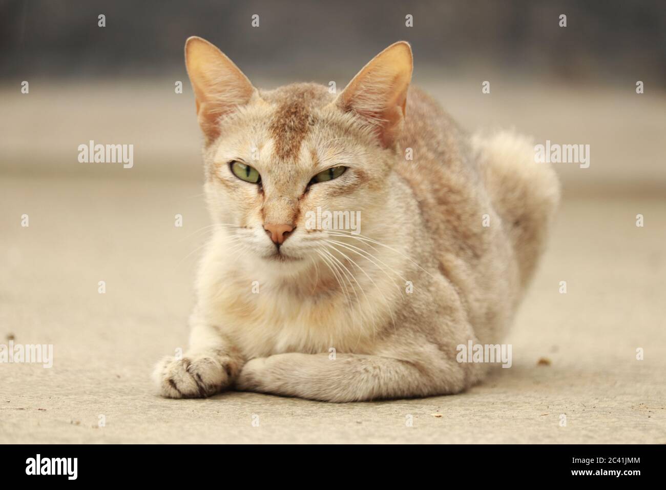 alamy stock photo free download alamy stock photo free download