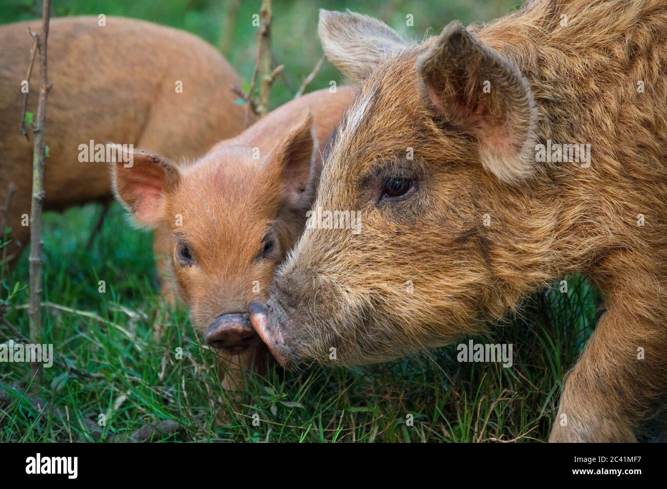 Cute piglet saying hello to his friend (close up) Stock Photo