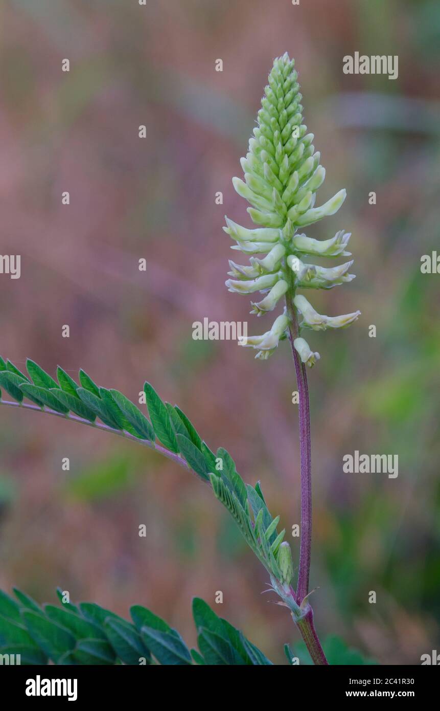 Canadian milkvetch, Astragalus canadensis Stock Photo