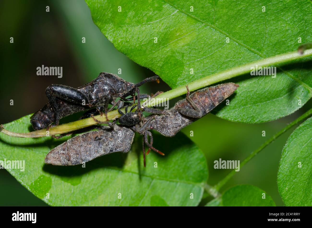 Leaf-footed Bugs, Piezogaster sp. Stock Photo