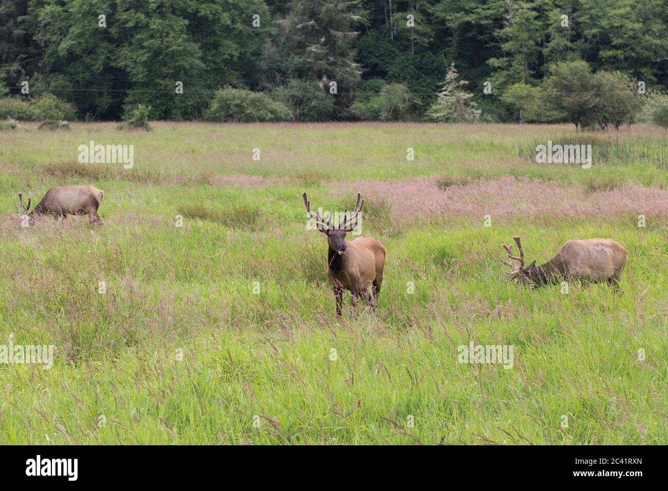 Elk in a field near Coos Bay, Oregon, USA. Stock Photo