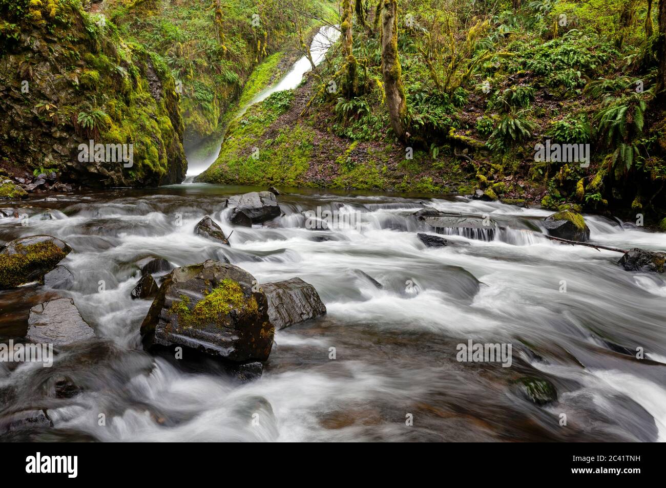 OR02564-00...OREGON - Bridal Viel Falls and Bridal Veil Creek in the Columbia River George National Scenic Area. Stock Photo