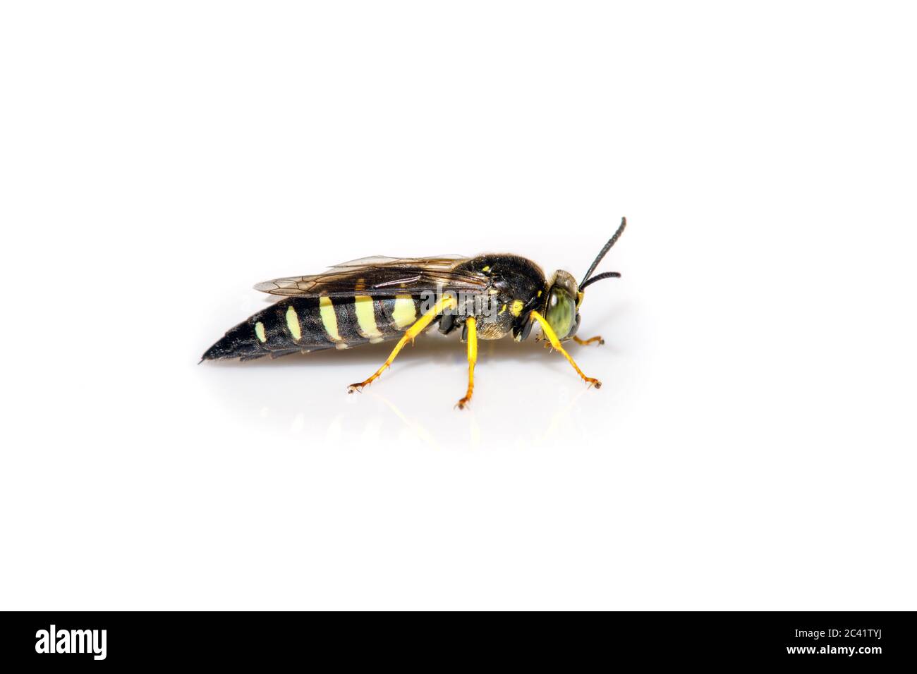 male Sand Wasp - Bicyrtes quadrifasciatus - on white background Stock Photo