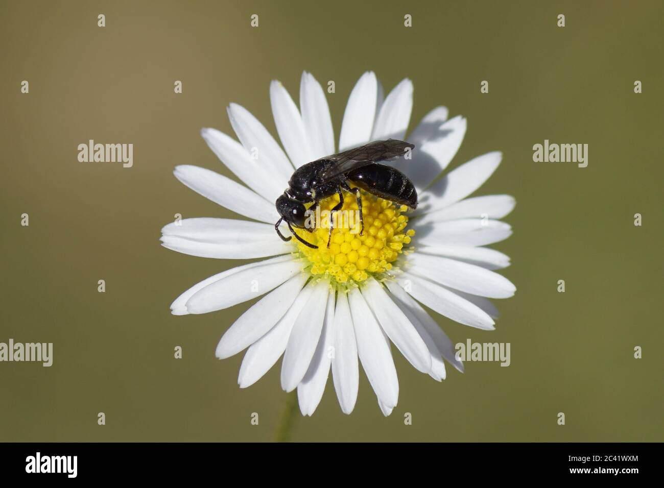 Hylaeus communis (Common Yellow-face Bee), family plasterer bees, polyester bees (Colletidae). Flower of common daisy Bellis perennis, Stock Photo