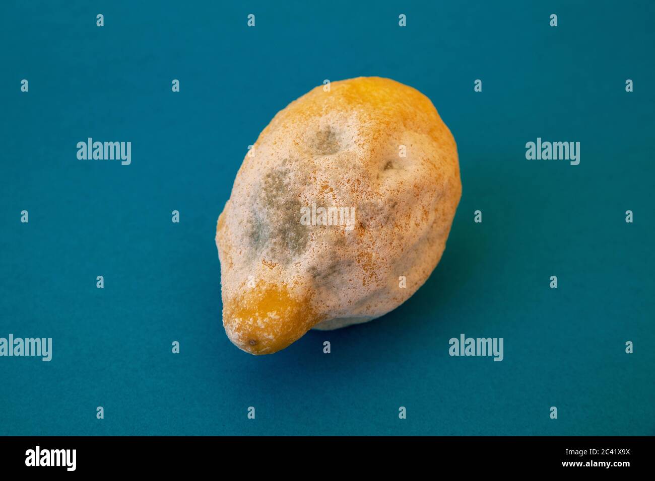 One isolated rotten lemon against a blue background, old fruit long