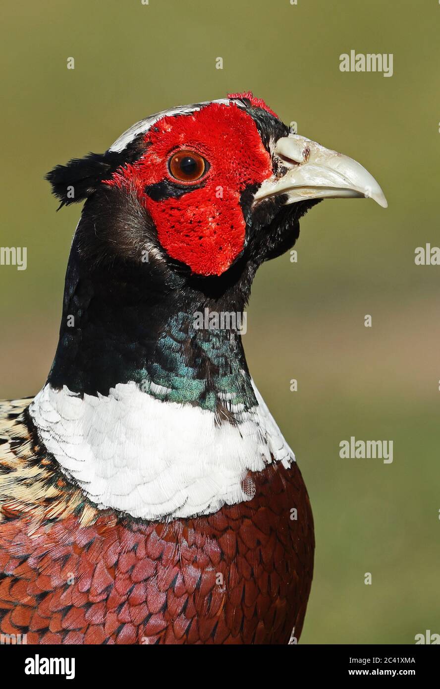Ring-necked Pheasant (Phasianus colchicus) close up of adult male head  Eccles-on-Sea, Norfolk, UK                     April Stock Photo