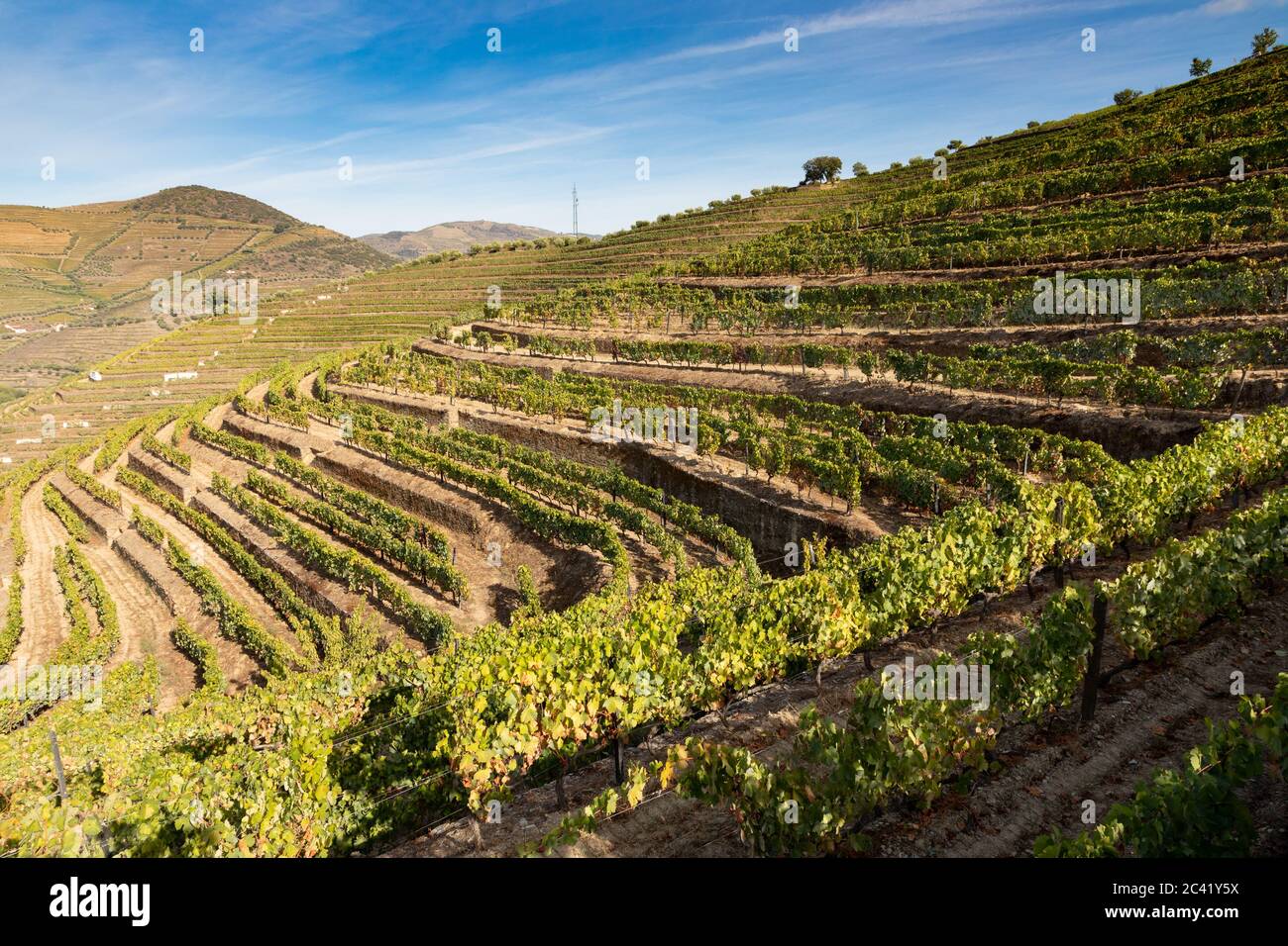 Landscape with grape vines growing on terraces with blue sky Stock Photo
