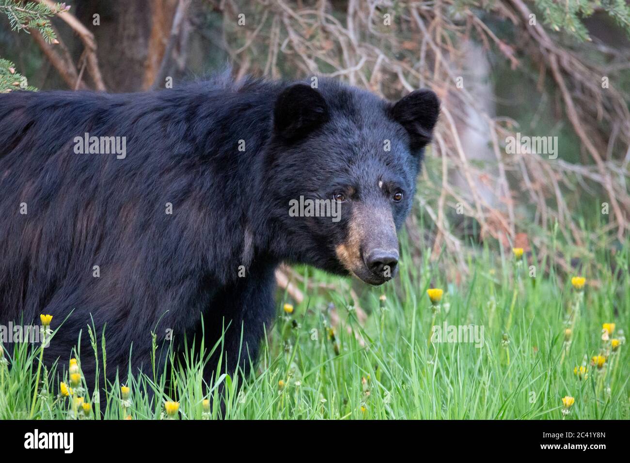 Black bear Stock Photo