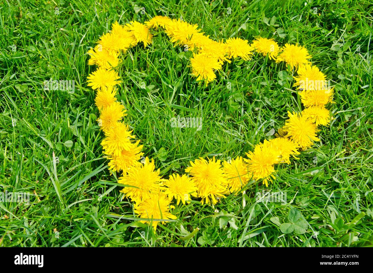 Heart symbol made of yellow dandelion flowers on the grass Stock Photo