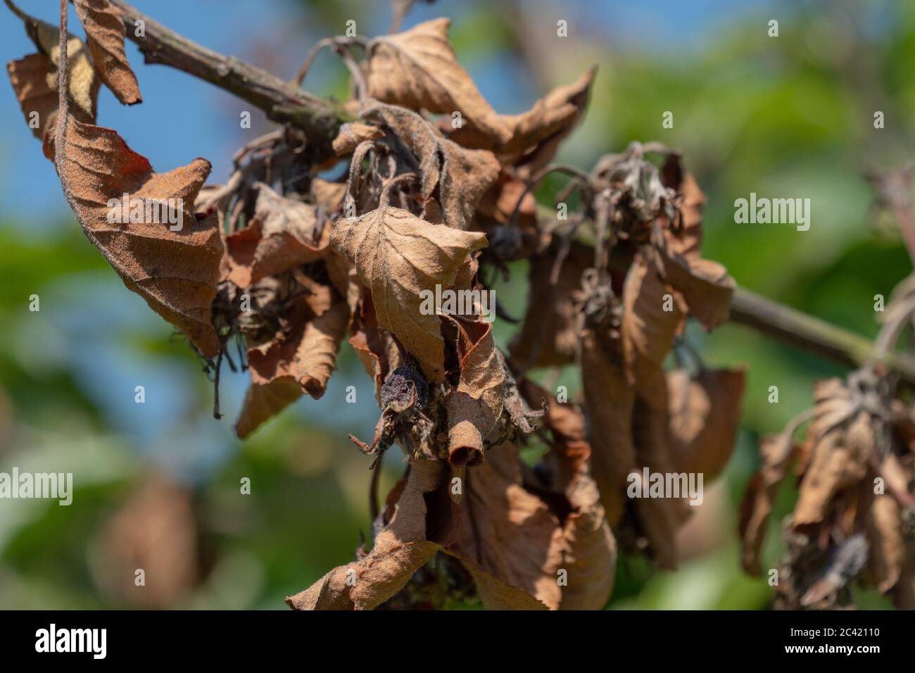 Fire Blight Apple Tree Diseases Uk Fititnoora