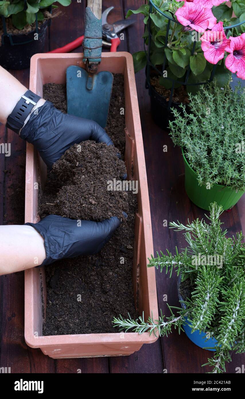 Gardening concept. A woman planting pink petunia flowers in flowerpot ...