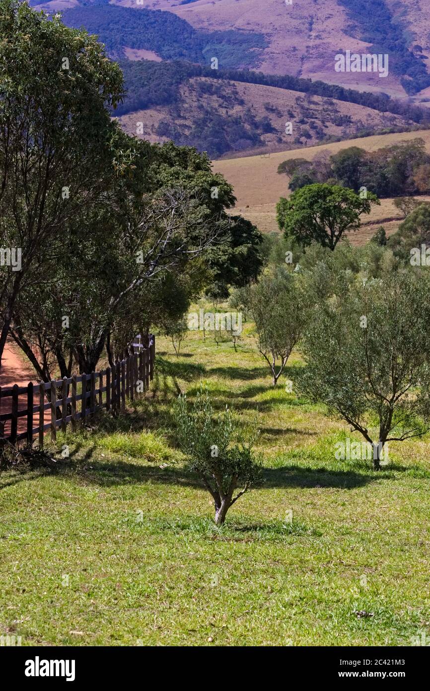 Small olive tree in the middle of a field, framed by larger trees and distant mountains in the background. Stock Photo