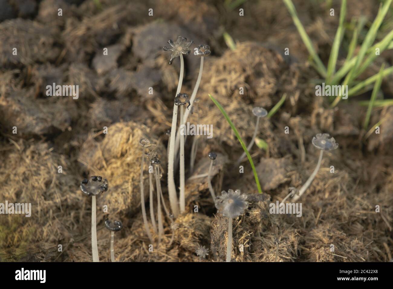 Tarutino Steppe, Odessa Oblast, Ukraine, Eastern Europe. 18th June, 2020. Mushrooms Fairy inkcap