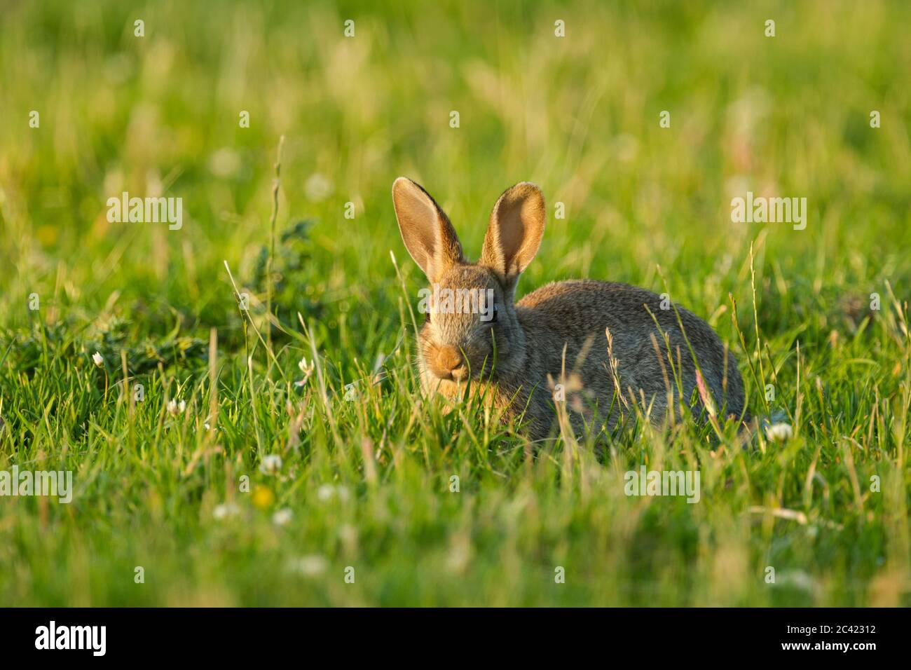 Rabbit pest hires stock photography and images Alamy