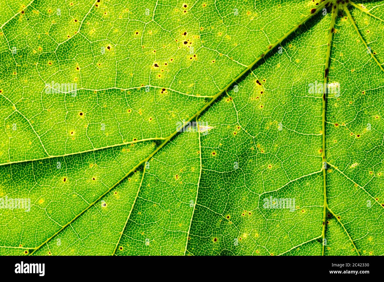 Close up detailed view of a sycamore tree (Acer pseudoplatanus) leaf showing veins and cell structure Stock Photo