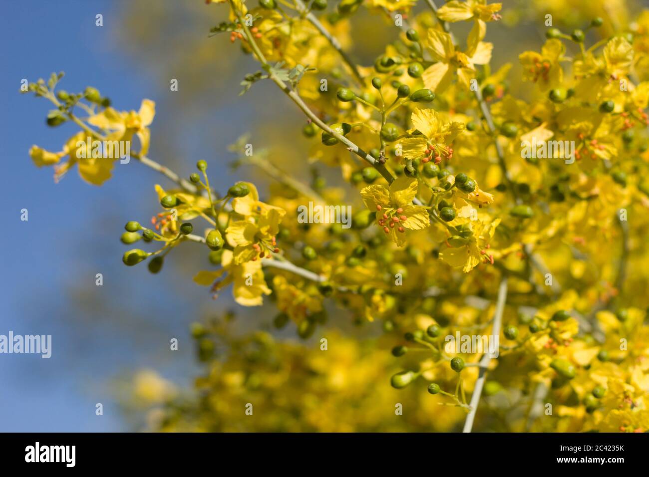 Yellow blooms of Blue Palo Verde, Parkinsonia Florida, Fabaceae, native
