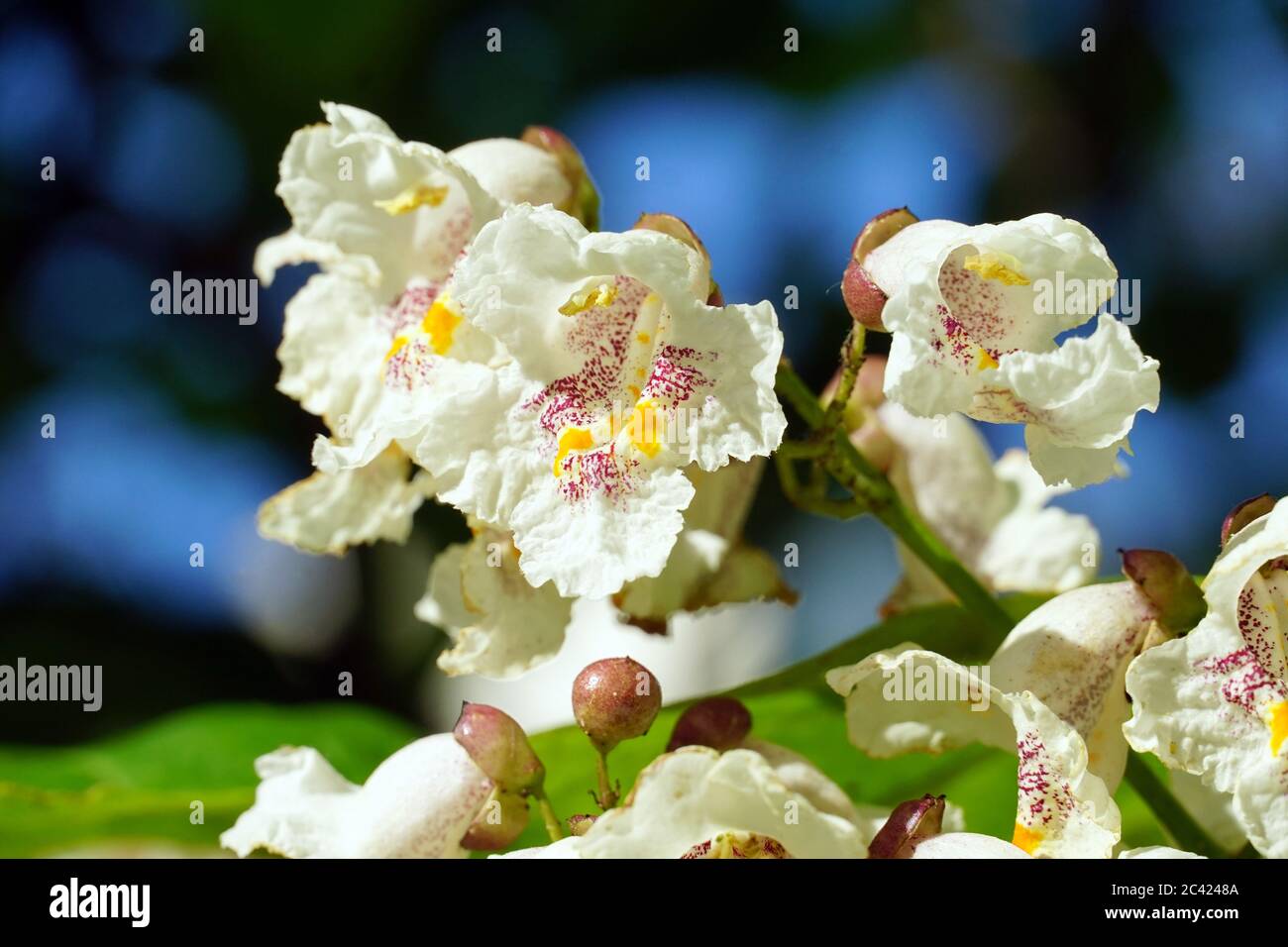 southern catalpa, cigartree, and Indian-bean-tree, Gewöhnlicher Trompetenbaum, Catalpa bignonioides, szívlevelű szivarfa Stock Photo