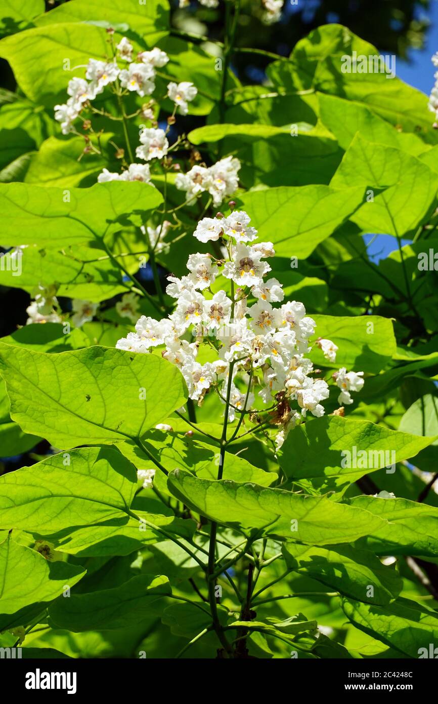 southern catalpa, cigartree, and Indian-bean-tree, Gewöhnlicher Trompetenbaum, Catalpa bignonioides, szívlevelű szivarfa Stock Photo