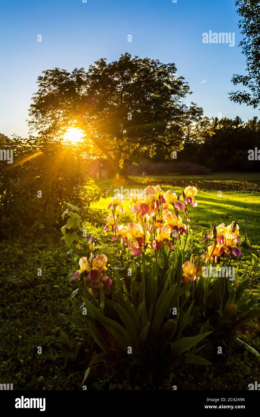 backlit Iris in garden at sunset Stock Photo