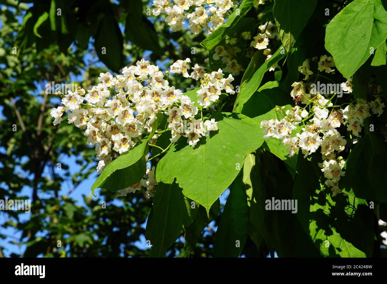 southern catalpa, cigartree, and Indian-bean-tree, Gewöhnlicher Trompetenbaum, Catalpa bignonioides, szívlevelű szivarfa Stock Photo