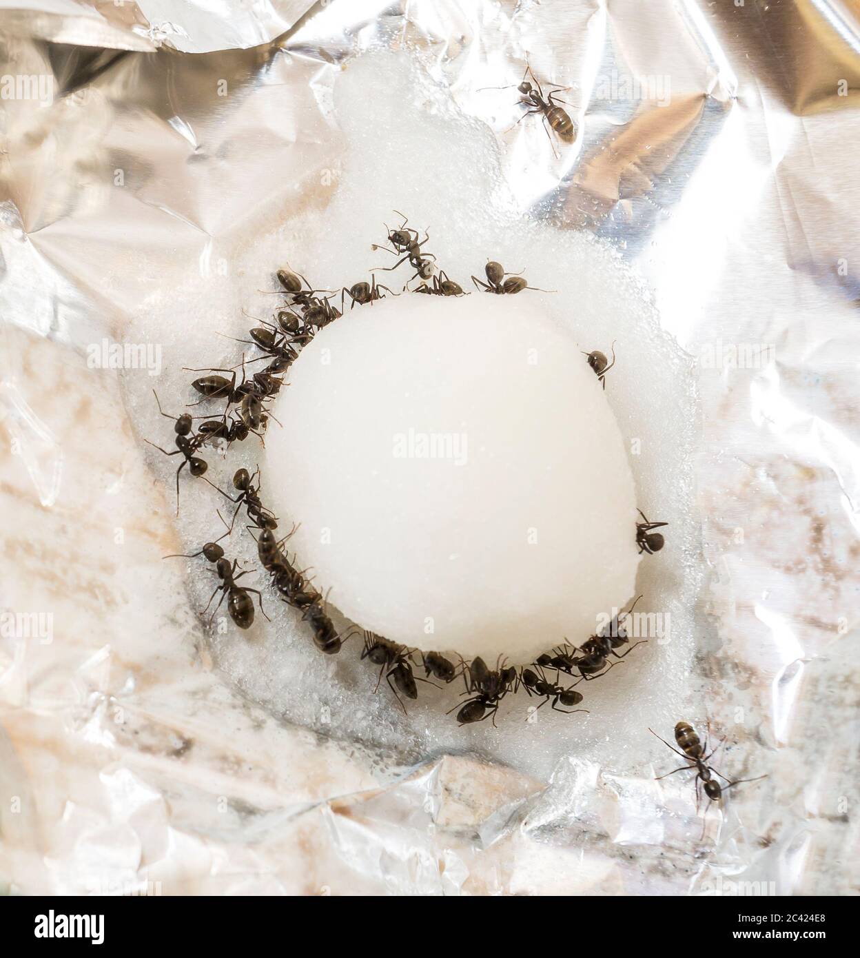 qpest control, black carpenter ants feeding on a cotton ball with a solution of sugar and Borax also known as sodium borate which will kill them Stock Photo