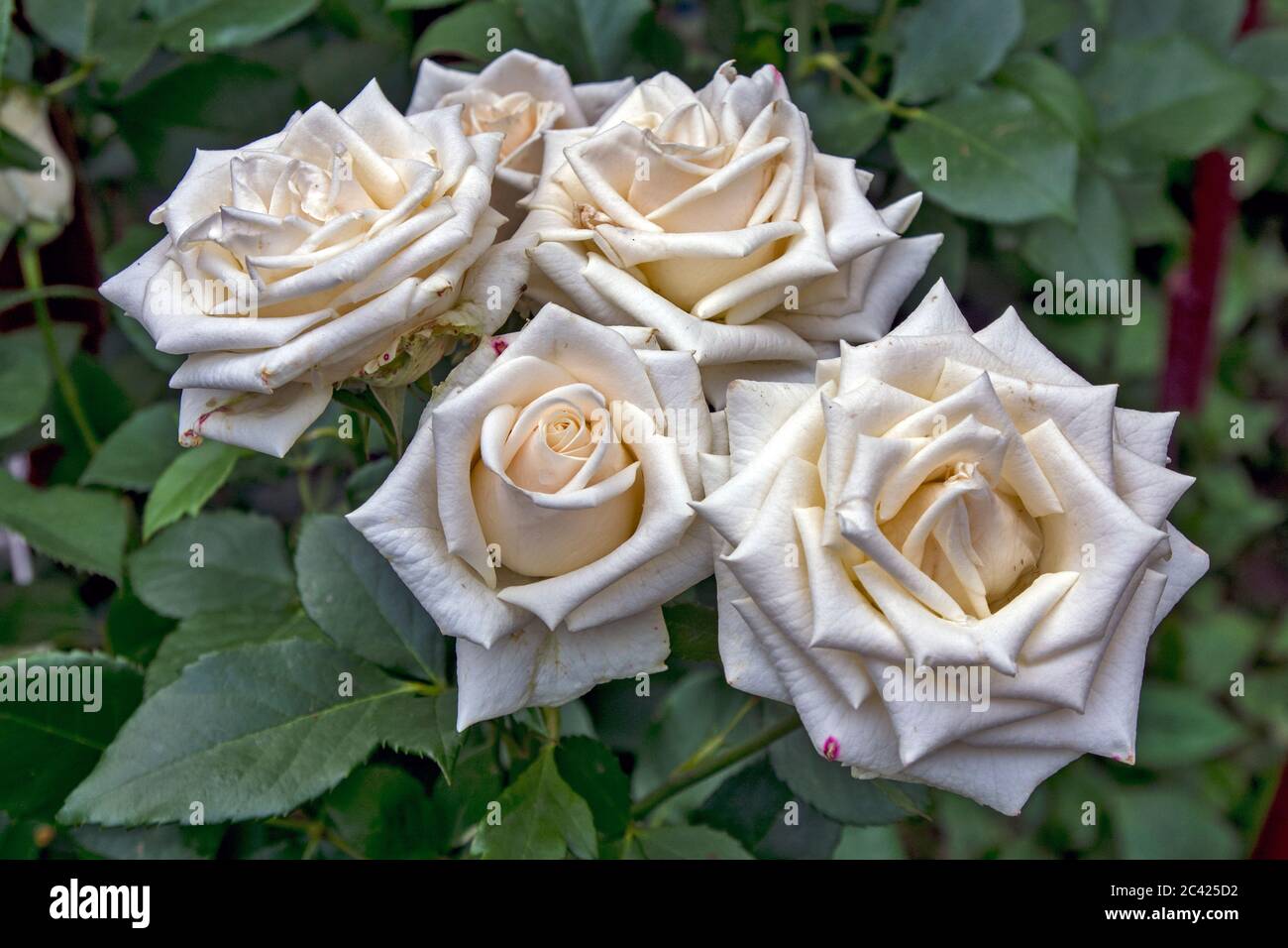 A beautiful blooming garden rose captivates with its appearance, color ...