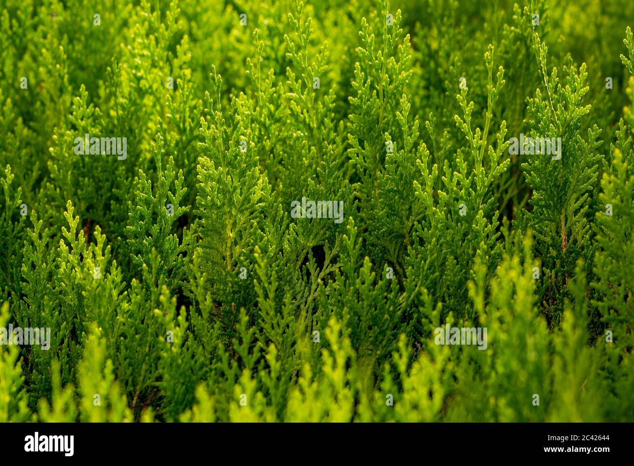 cupressocyparis leylandii, a species of garden fence grasses Stock Photo