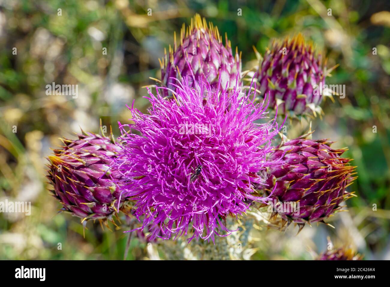 Purple flower of Greater Knapweed (Croatia Paradise Stock Photo - Alamy