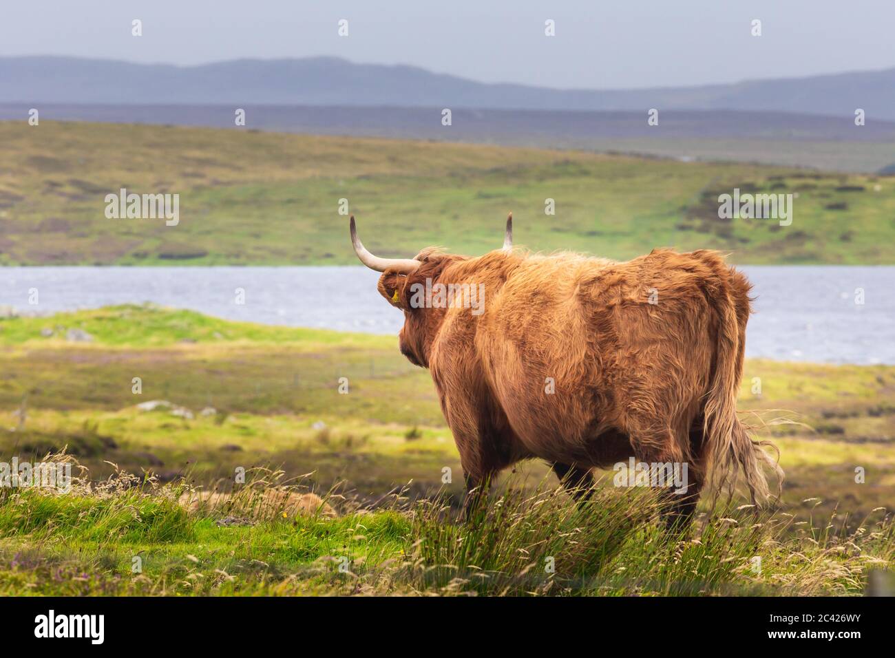 Scottish highland cow bull in field, Scotland UK Stock Photo
