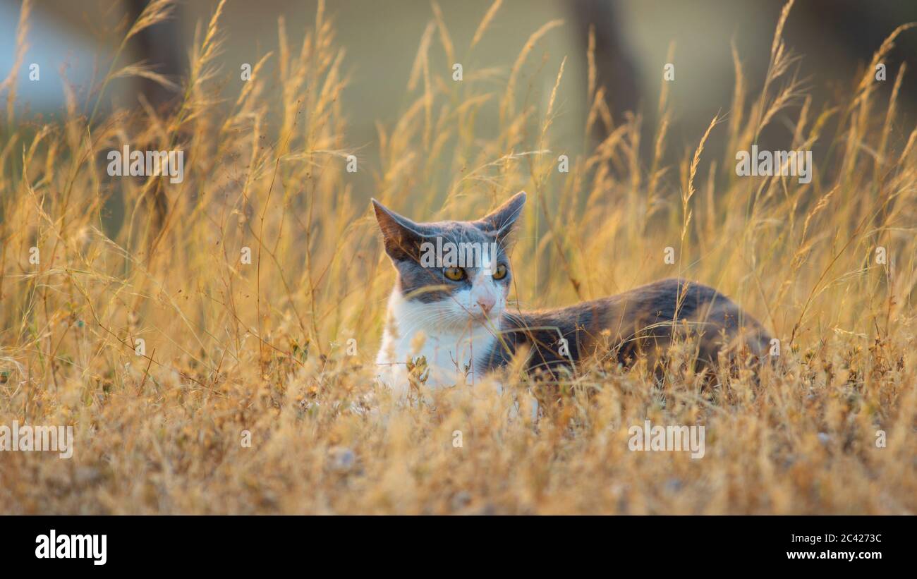 White cat with gray resting in the middle of a field with small flowers and yellow plants Stock Photo